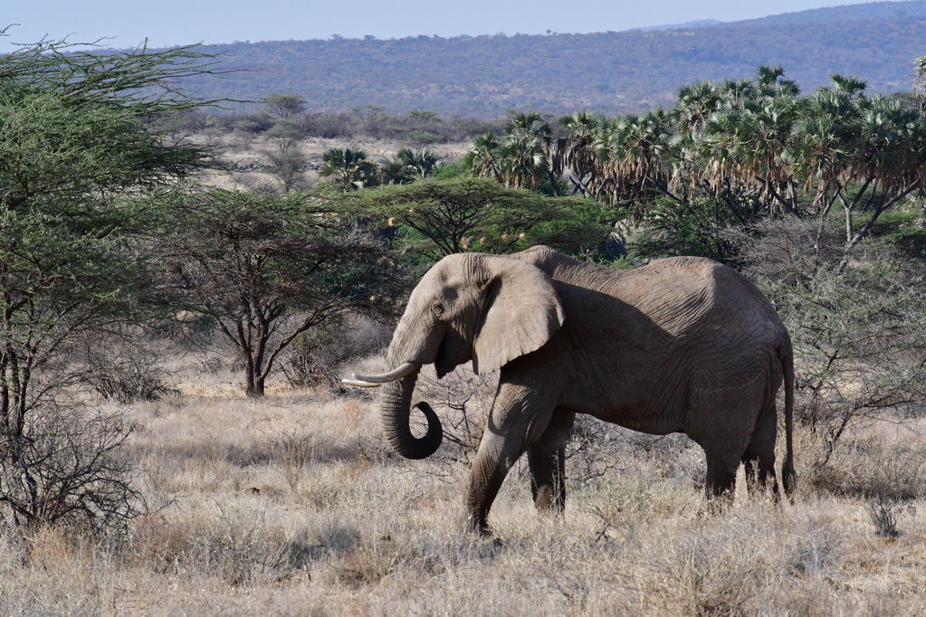 Samburu Nat. Resserve